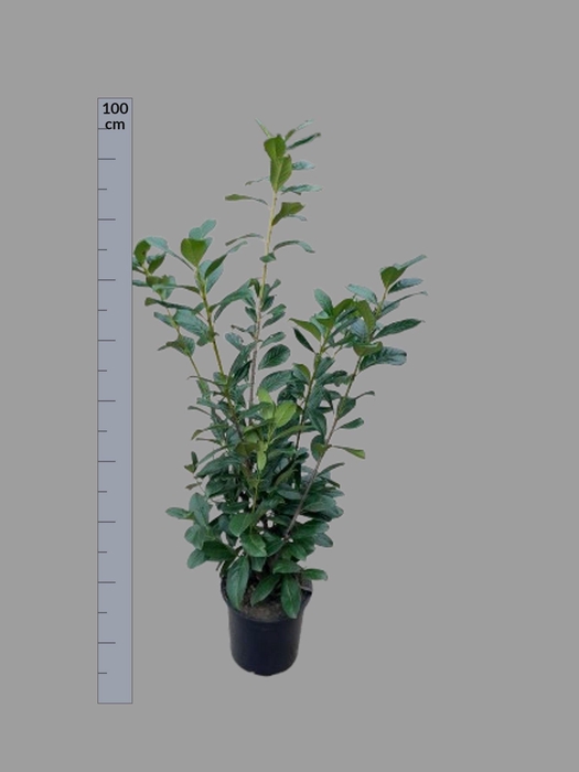 <h4>PRUN LA NOVITA</h4>