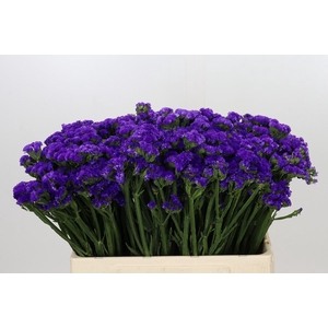 Limonium Sinuatum Navy Sun Birds
