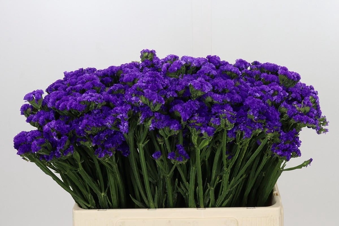 <h4>Limonium Sinuatum Navy Sun Birds</h4>