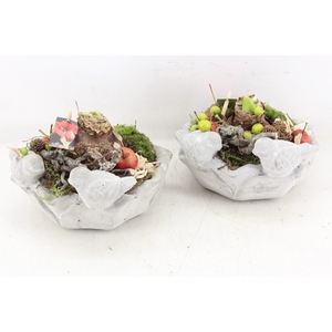 arr4 Amaryllis MB - Vogelbadje kl. x3