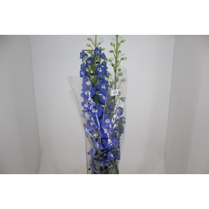 DELPHINIUM 090 CM