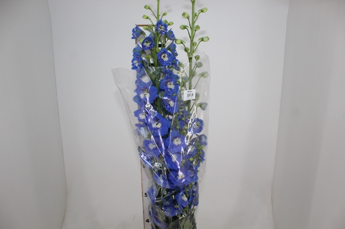<h4>DELPHINIUM 090 CM</h4>