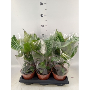 Dracaena