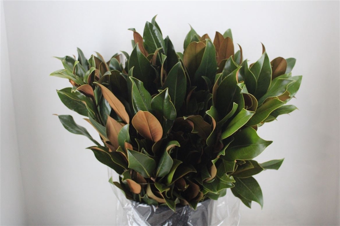 <h4>Magnolia Leaves P Bunch</h4>