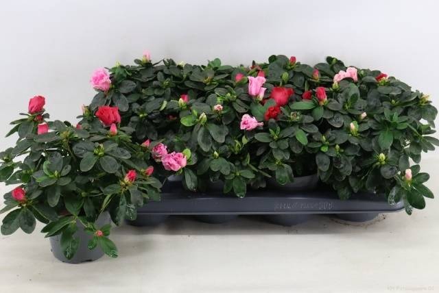 <h4>RHODO SI VOGEL GEM</h4>