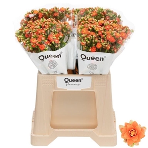 Kalanchoe Bright Orange Meadow