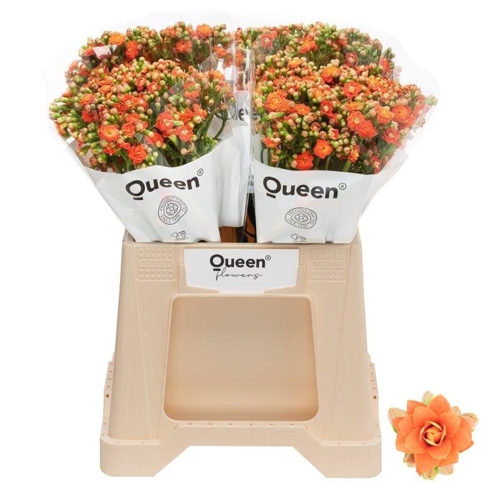 <h4>Kalanchoe Bright Orange Meadow</h4>