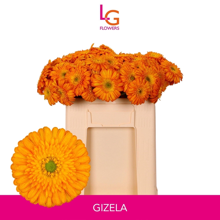 <h4>GE MI GIZELA</h4>