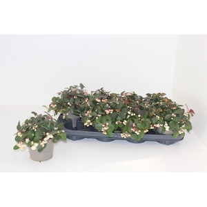 GAULTH PR CIAO B WHI