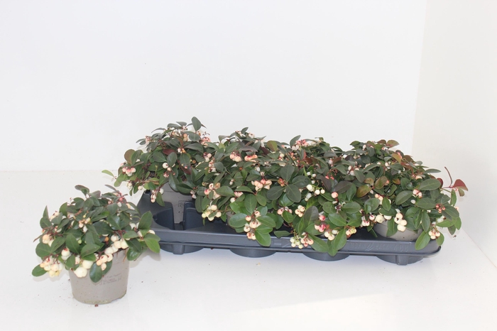 <h4>GAULTH PR CIAO B WHI</h4>