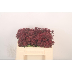 Skimmia Rubella Red Bunch