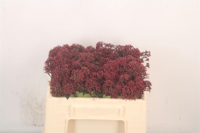 <h4>Skimmia Rubella Red Bunch</h4>