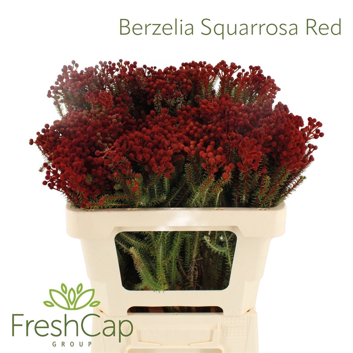 <h4>Berzelia Squarrosa Red</h4>