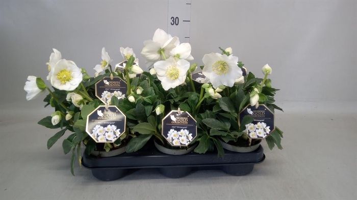 <h4>Helleborus niger</h4>