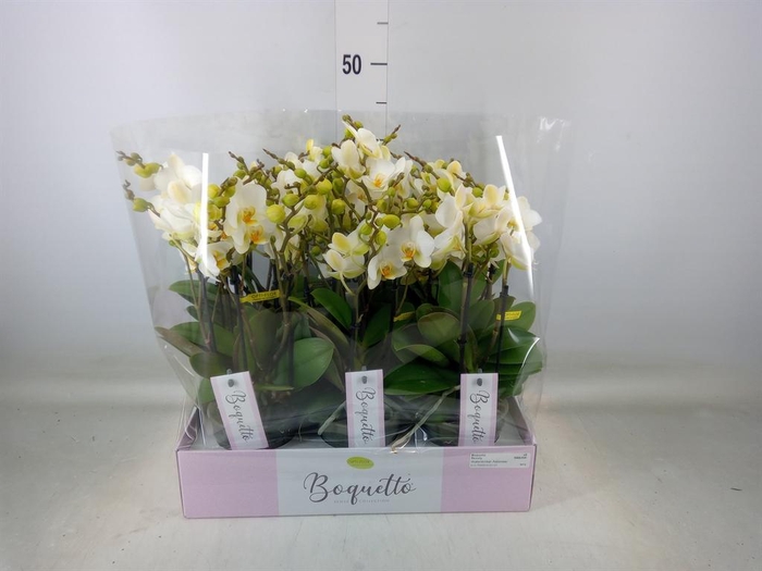 <h4>Phalaenopsis multi. ...white</h4>