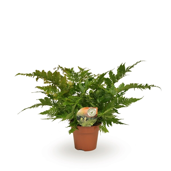 <h4>Dryopteris erythrosora</h4>