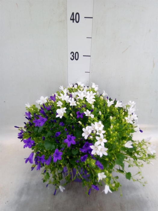 <h4>Campanula   ...</h4>