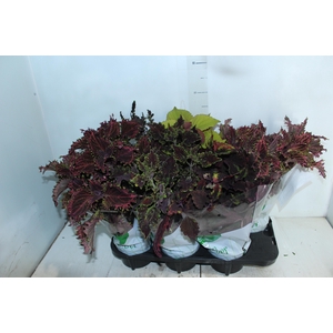 COLEUS P15