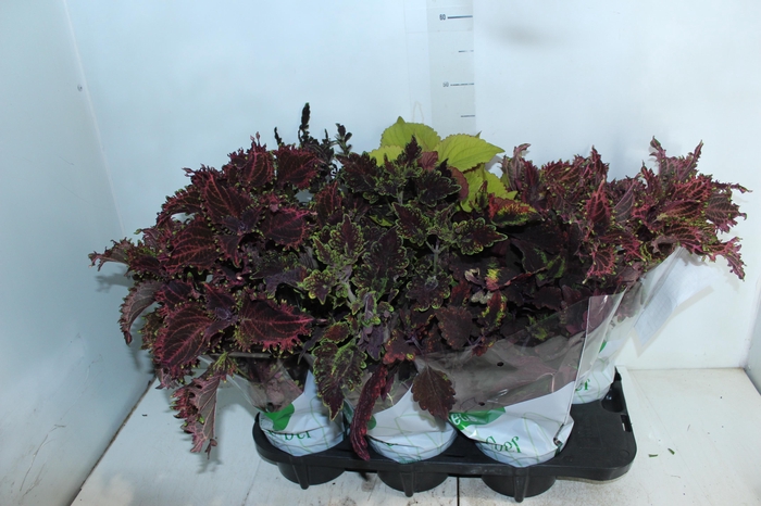 <h4>COLEUS P15</h4>