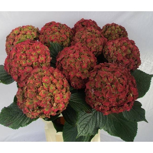 HYDR M ROY ANASTA CL