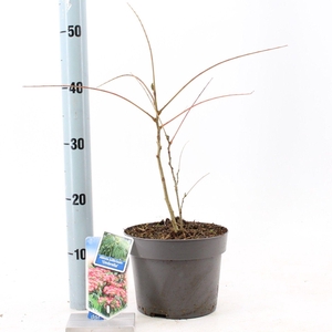 Albizia julibrissin Ombrella® ('Boubri'PBR)