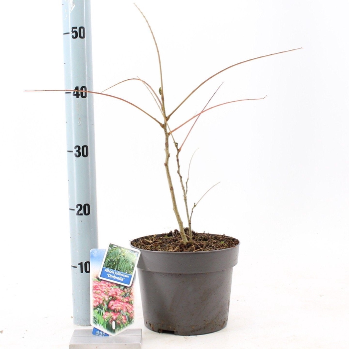 <h4>Albizia julibrissin Ombrella® ('Boubri'PBR)</h4>