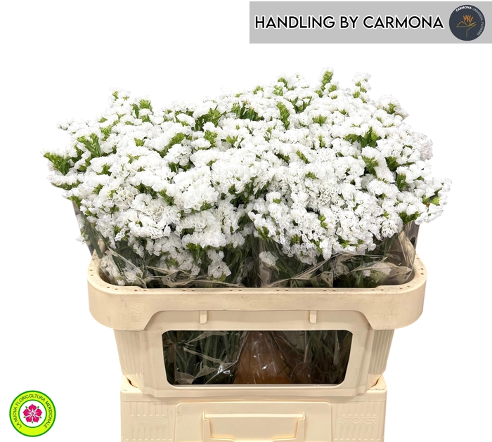 <h4>LIM S WHITE BIRDS</h4>