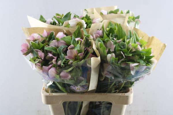 <h4>Helleb Queens Light Pink</h4>