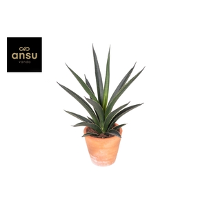 Sansevieria Comet Amazon Green Terracotta