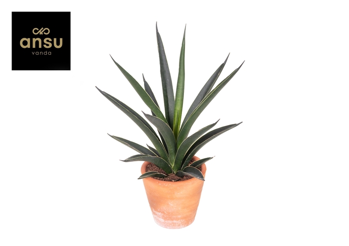 <h4>Sansevieria Comet Amazon Green Terracotta</h4>