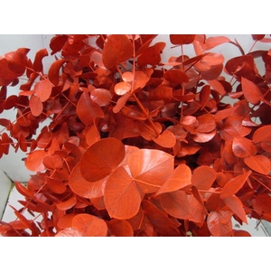Euc Cinerea Rood