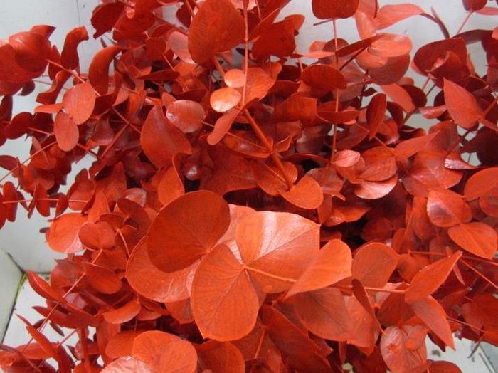 <h4>Euc Cinerea Rood</h4>