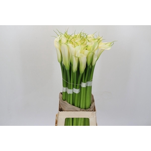 Zantedeschia Eydolls White