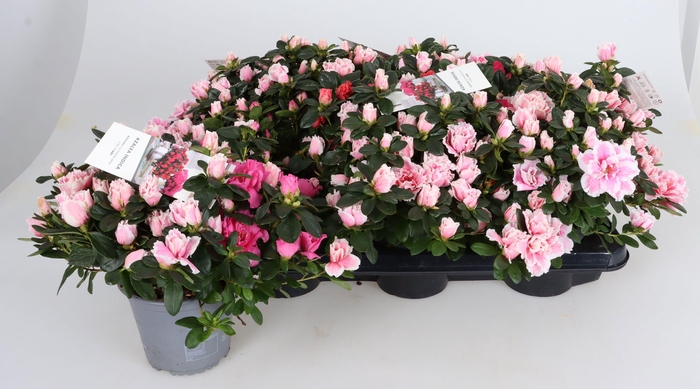 <h4>RHODO SI GEM</h4>