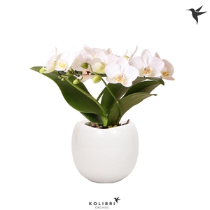 Phal Kolibri Halo Wit 3 Tak Keramiek Bowl White