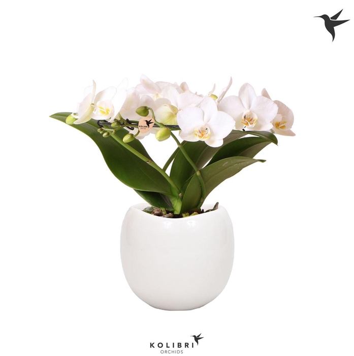 <h4>Phal Kolibri Halo Wit 3 Tak Keramiek Bowl White</h4>