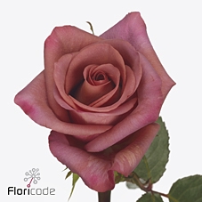 <h4>Rosa ec barista</h4>