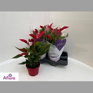 ANTHU BANDEROLA ROJA