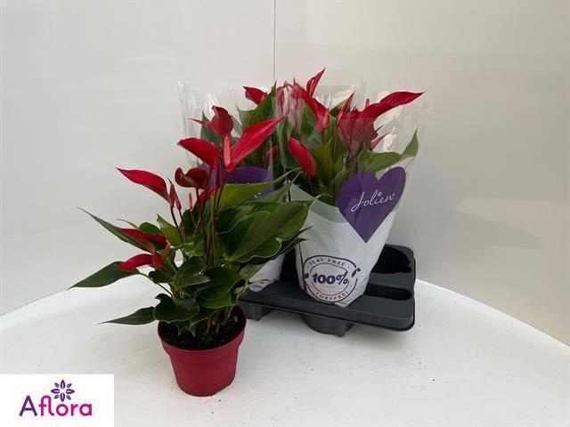 <h4>ANTHU BANDEROLA ROJA</h4>