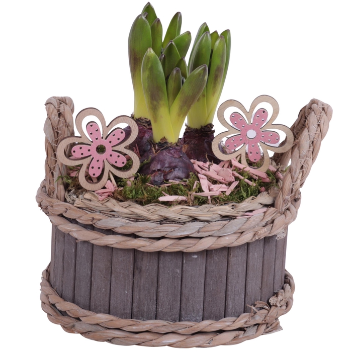<h4>Bulbs Arr. Hyacint Wooden Pot Round Waterhyacint Rim Ø19cm 3PP</h4>