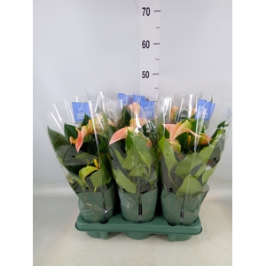 Anthurium andr. 'Joli Peach'