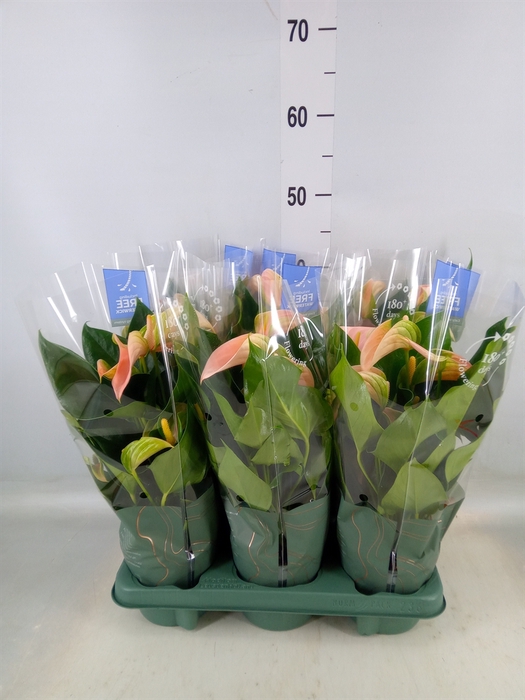 <h4>Anthurium andr. 'Joli Peach'</h4>