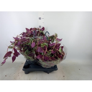 Tradescantia zebr.