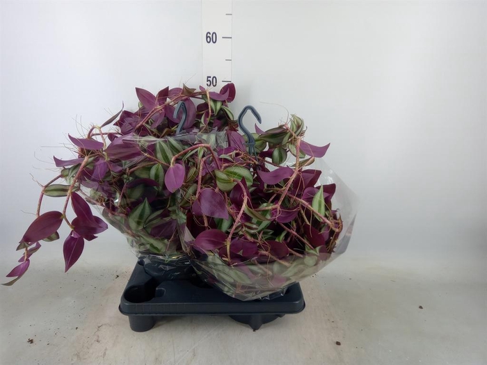 <h4>Tradescantia zebr.</h4>