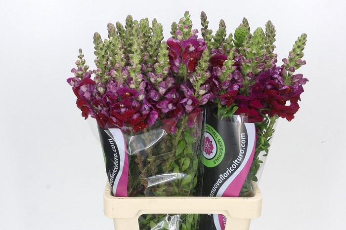 <h4>ANTIR POTO RED</h4>