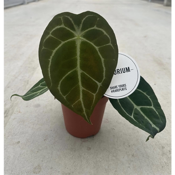 <h4>Anthurium Forgetii x Nigrolaminum</h4>