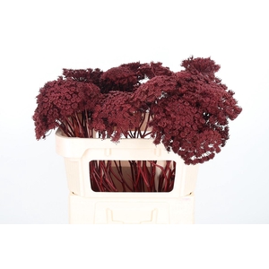 Ammi Zaad Kl Bh Bordeaux