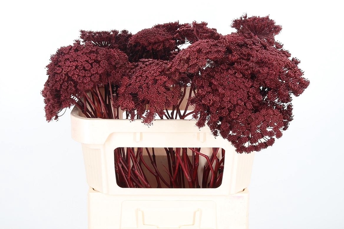 <h4>Ammi Zaad Kl Bh Bordeaux</h4>