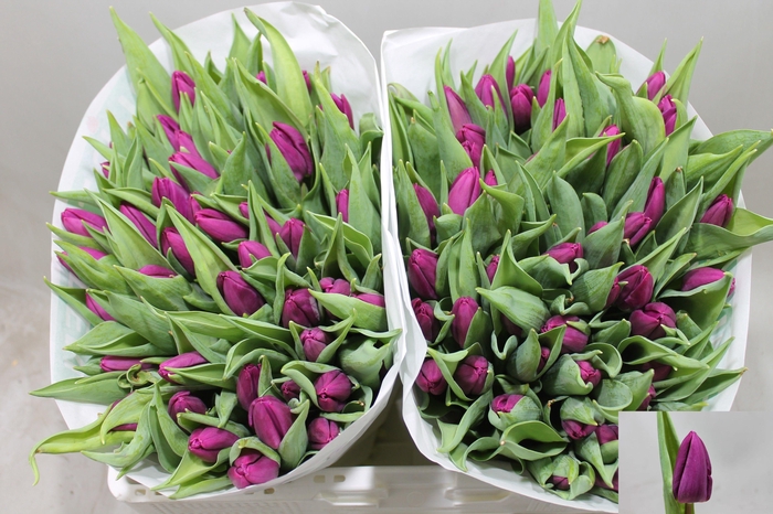 <h4>TU EN PURPLE PRINCE</h4>