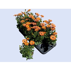 OSTEO FP ORANGE